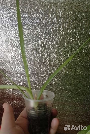 Индийский лук