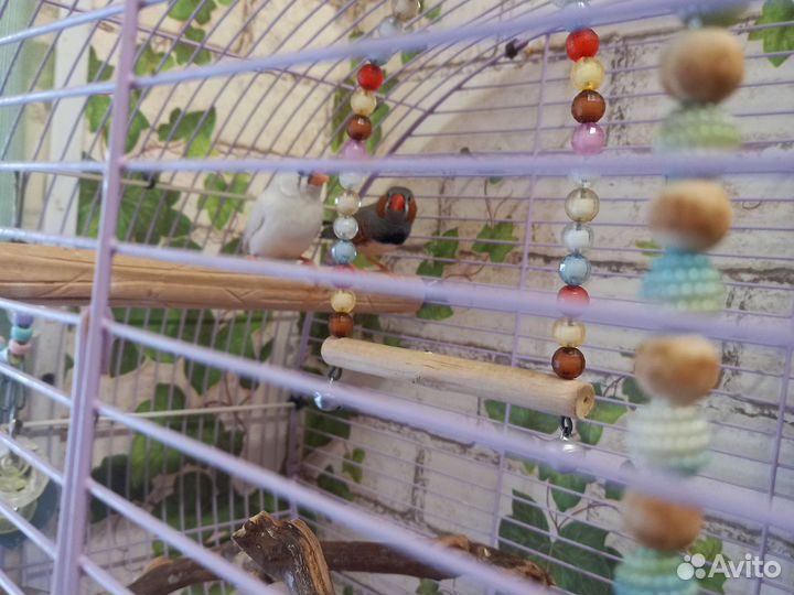 Амадины-Пара