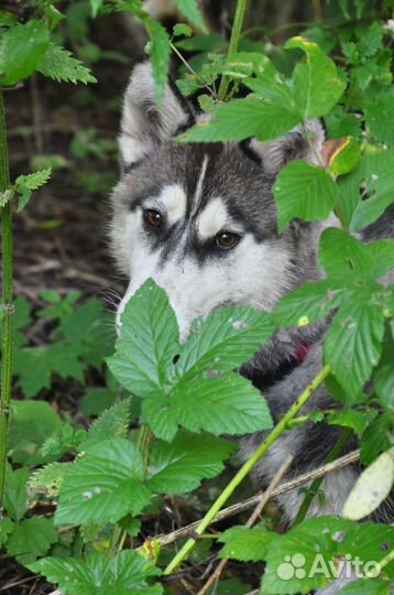 Хаски в добрые руки
