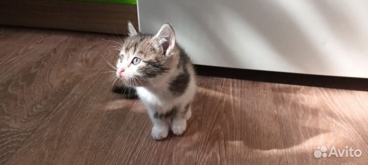 Котята Вислоухие Бесплатно
