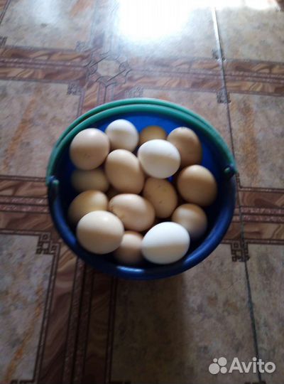 Домашние куриные яйца