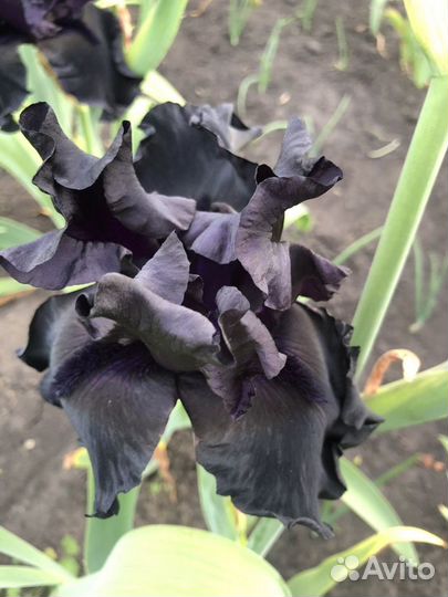Сортовые бородатые ирисы