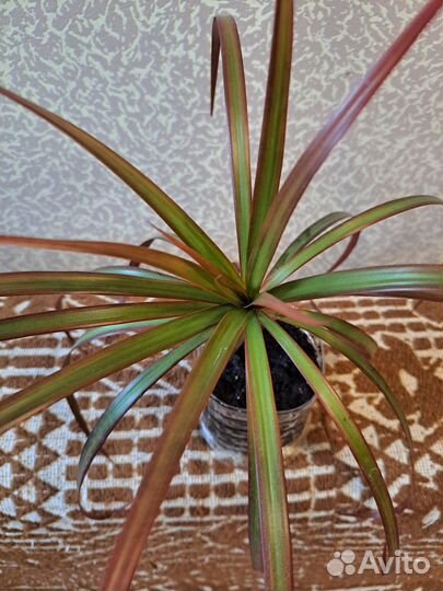 Драцена маргината