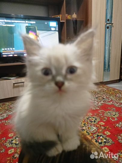 Котенок сиамский