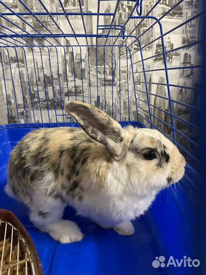 Декоративные кролики