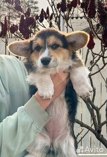 Вельш корги пемброк щенки