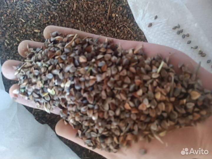 Овес(продуктовый), горох, пшеница, ячьмень, гречка