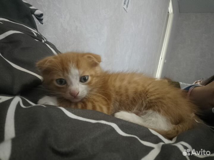 Отдаём котёнка мальчика в добрые руки