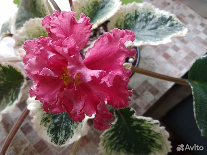 Детки фиалок набор 10шт