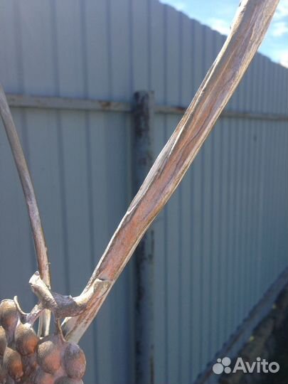 Садовая арка. Пергола. Кованая