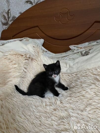 Котята в добрые руки бесплатно