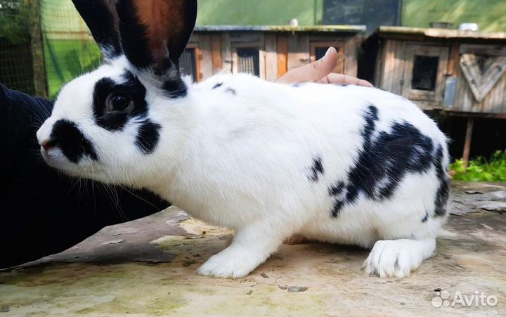 Кролики мясных пород