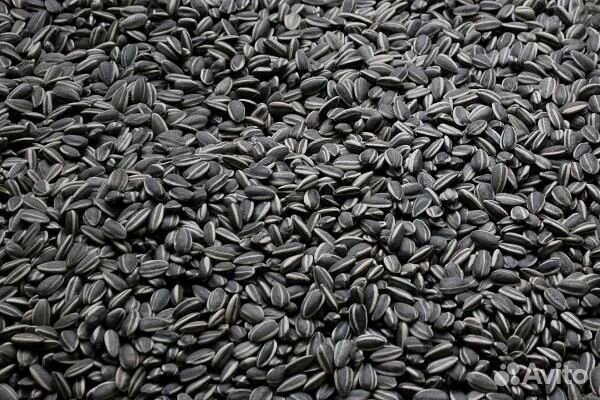 Закупаем подсолнечник