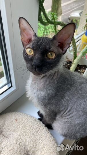 Котята от сфинксов