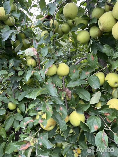 Яблоки Голден