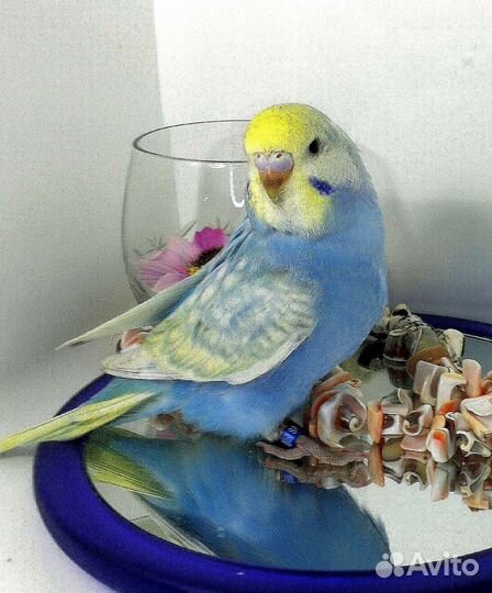 Волнистый попугай