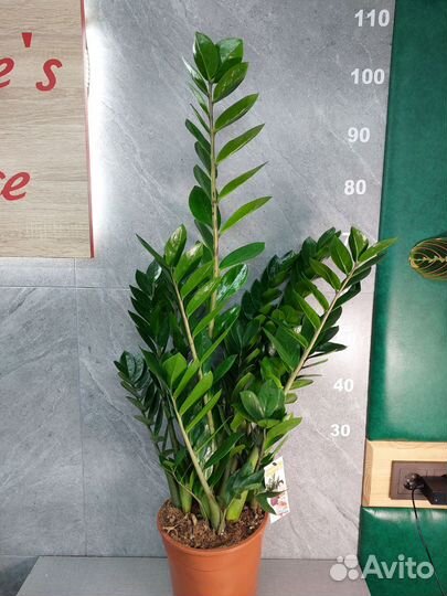 Замиокулькас