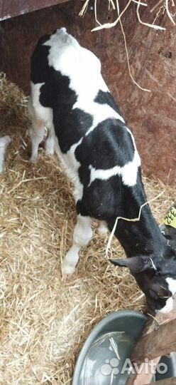 Телята с доставкой на выбор