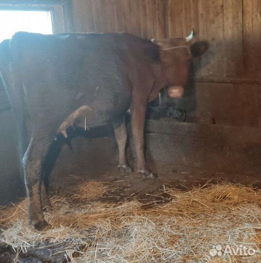 Корова дойная
