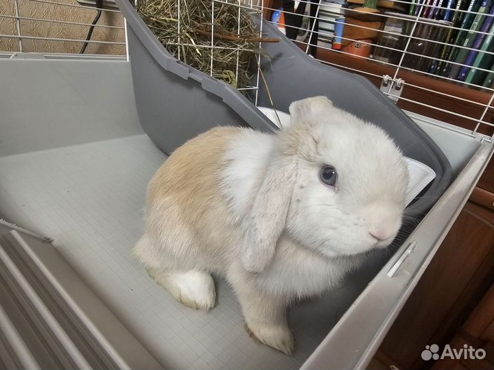 Декоративный кролик минилоп