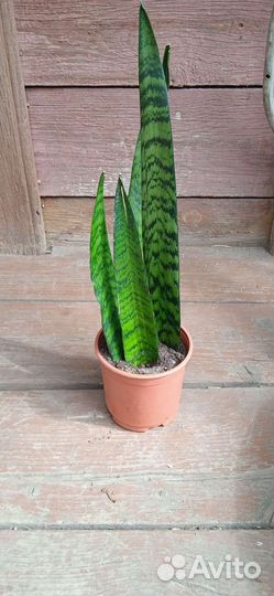 Сансевиерия Тещин язык