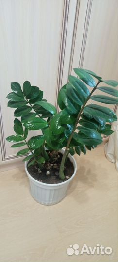 Замиокулькас