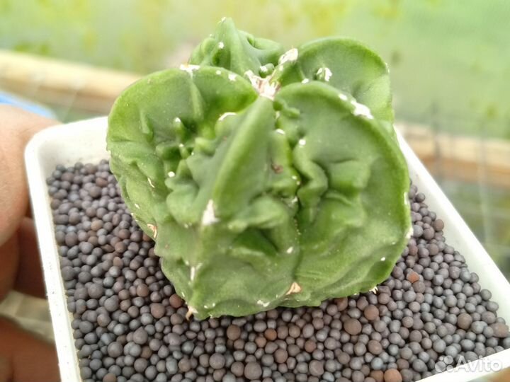 Кактус астрофитум фукурю 7/7 см. Горшок