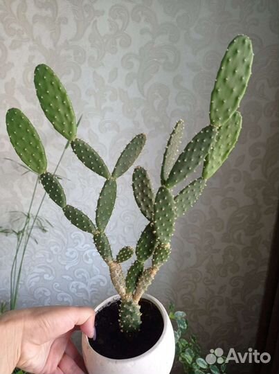 Кактусы и суккуленты