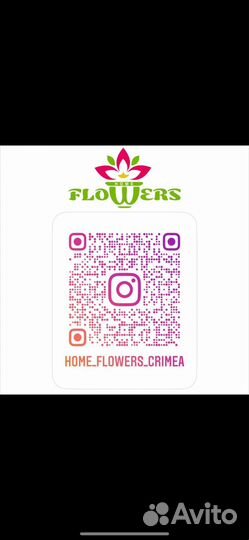 Тилландсия