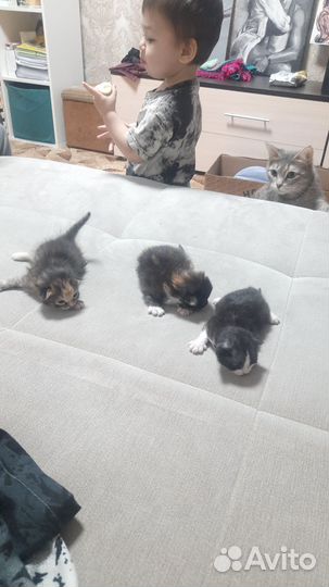 Котята 1.5 месяца