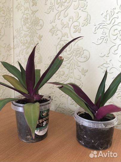 Комнатный цветок рэо