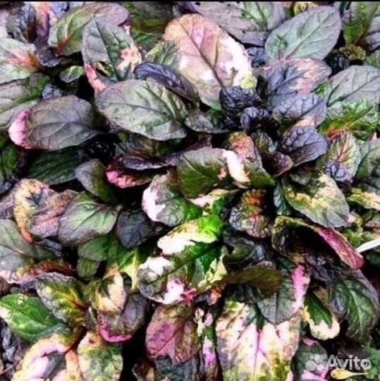 Саженцы многолетников в наличии