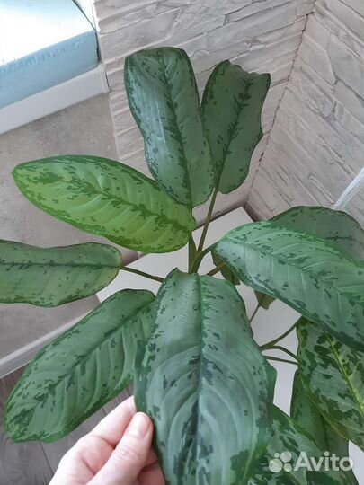 Аглаонема фридман, сильвер фрост