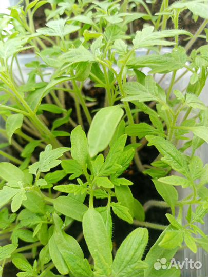 Продам рассаду перца,помидор,баклажан