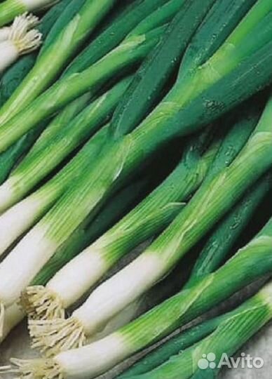 Лук батун Валдайский (уд) 0,25 гр цв.п