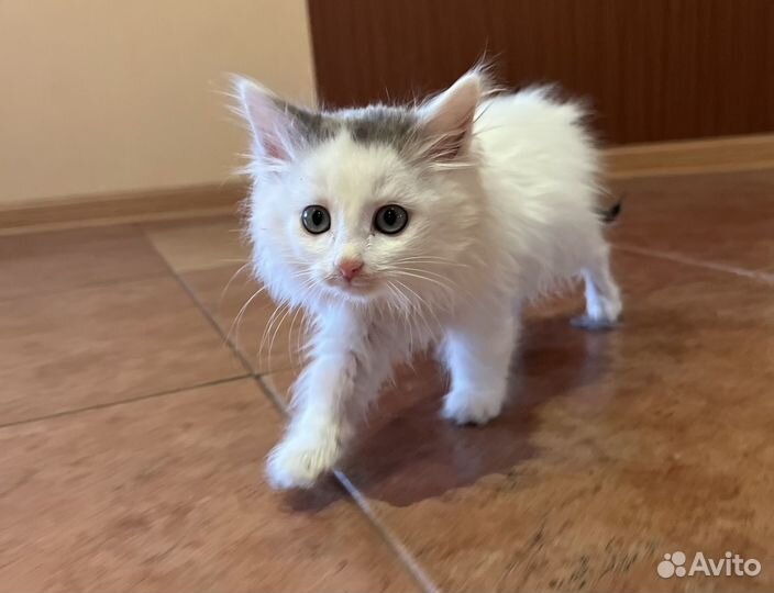 Котёнок
