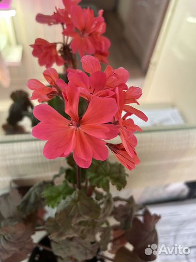 Пеларгония герань