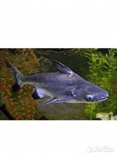 Аквариумные рыбки отдам бесплатно