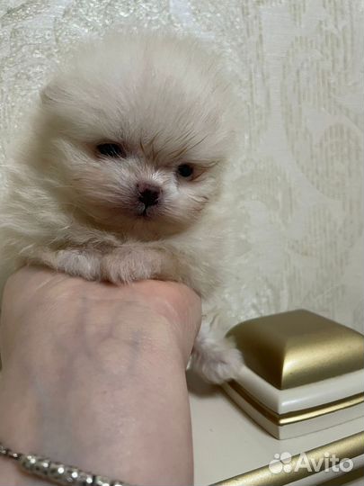 Померанский шпиц мини