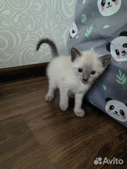 Тайские (сиамские) котята