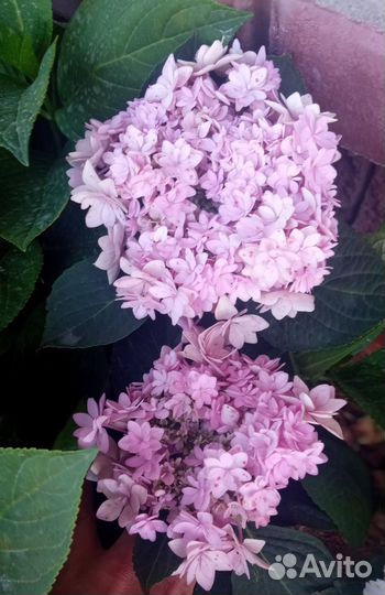 Гортензия крупнолистная саженцы