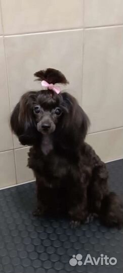 Стрижка собак и кошек.Груминг.Тримминг