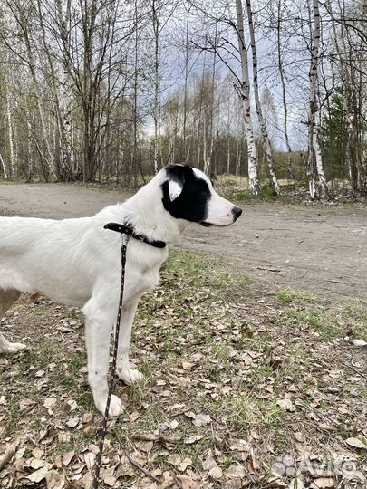 Собака в добрые руки, 7 месяцев. Бим