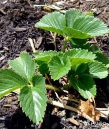 Клубника(рассада)