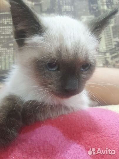 Котята в добрые руки бесплатно