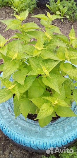 Саженцы дуба и лофант анисовый