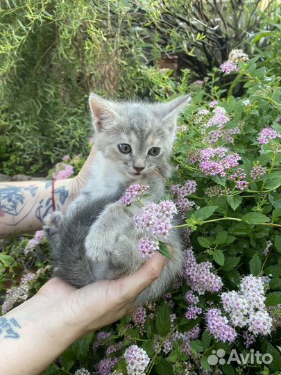 Маленькое чудо в добрые ручки