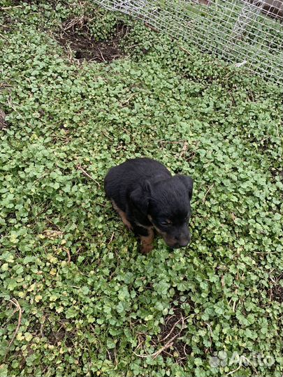 Щенки ягдтерьера