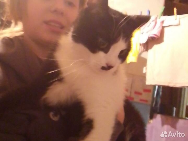 Кошка невская маскарадная