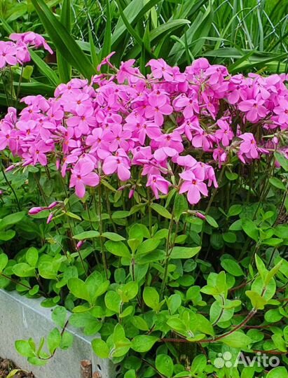 Многолетники почвокровные. Флоксы, арабис, очитки